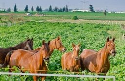 אחוזת 75 בדרום חדרים להשכרה